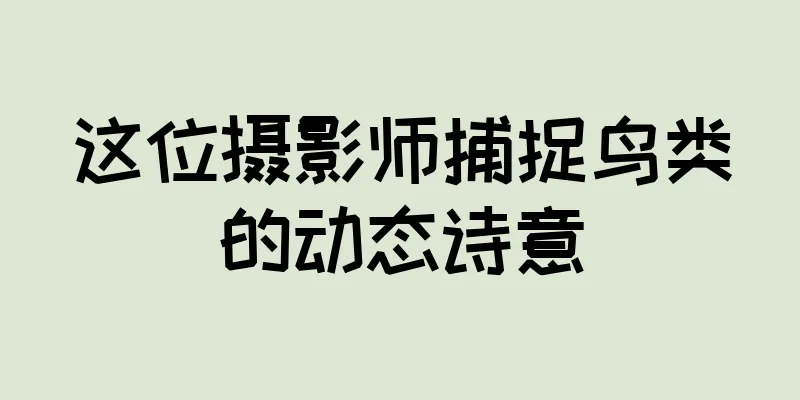 这位摄影师捕捉鸟类的动态诗意