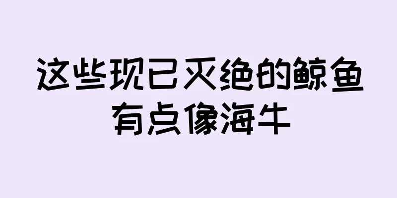 这些现已灭绝的鲸鱼有点像海牛