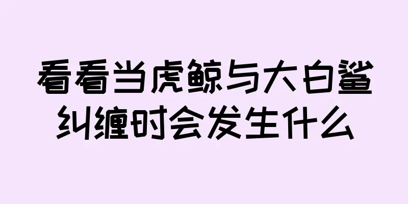 看看当虎鲸与大白鲨纠缠时会发生什么