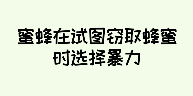 蜜蜂在试图窃取蜂蜜时选择暴力
