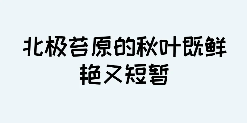 北极苔原的秋叶既鲜艳又短暂