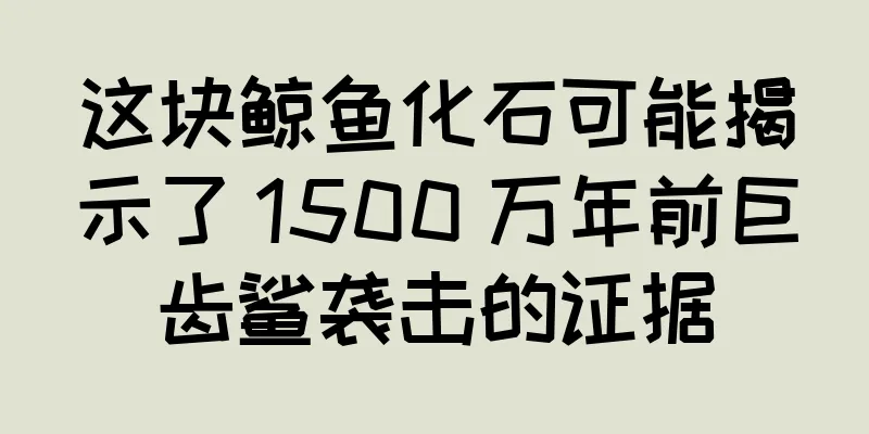 这块鲸鱼化石可能揭示了 1500 万年前巨齿鲨袭击的证据