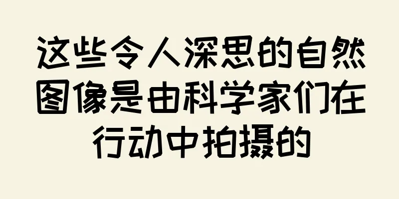 这些令人深思的自然图像是由科学家们在行动中拍摄的