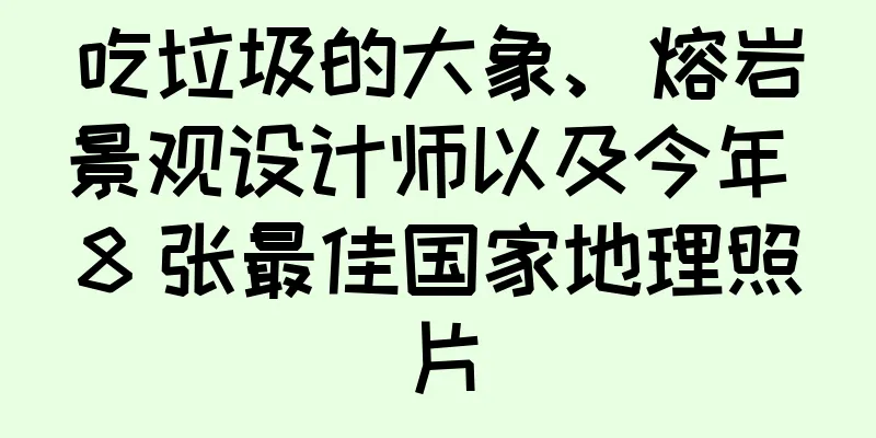 吃垃圾的大象、熔岩景观设计师以及今年 8 张最佳国家地理照片