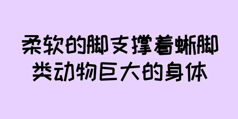 柔软的脚支撑着蜥脚类动物巨大的身体