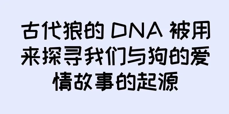 古代狼的 DNA 被用来探寻我们与狗的爱情故事的起源