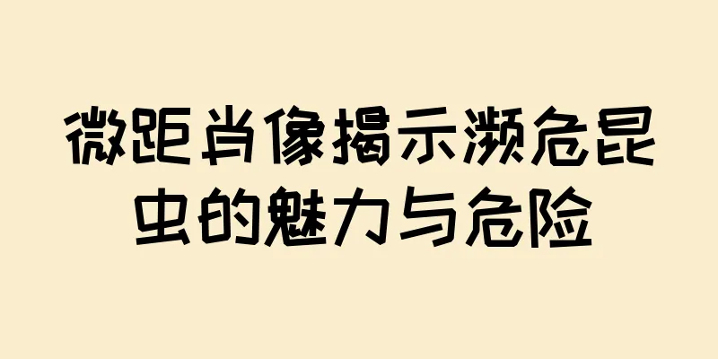 微距肖像揭示濒危昆虫的魅力与危险