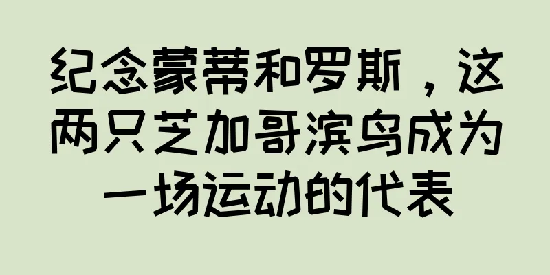 纪念蒙蒂和罗斯，这两只芝加哥滨鸟成为一场运动的代表