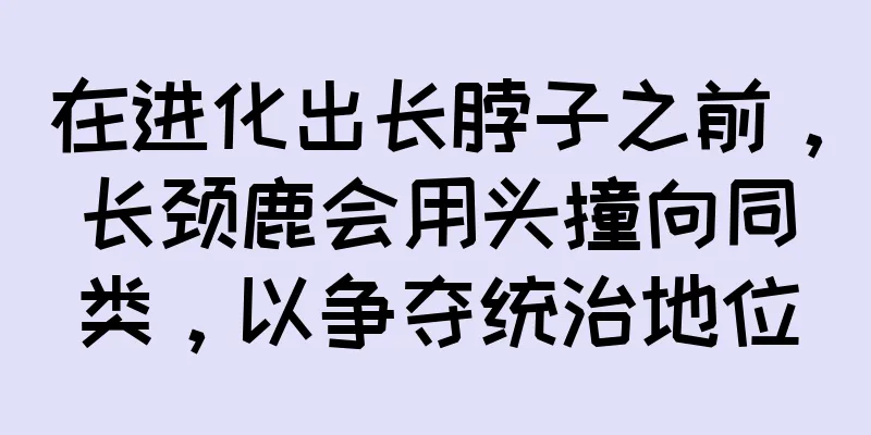在进化出长脖子之前，长颈鹿会用头撞向同类，以争夺统治地位