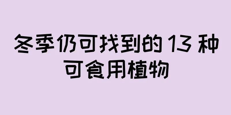 冬季仍可找到的 13 种可食用植物