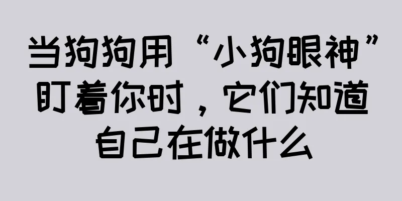 当狗狗用“小狗眼神”盯着你时，它们知道自己在做什么