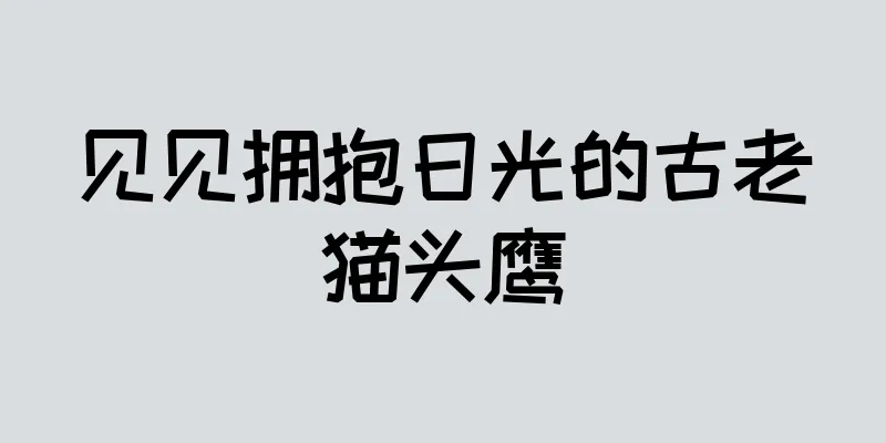 见见拥抱日光的古老猫头鹰