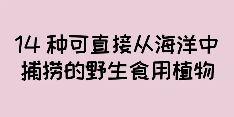 14 种可直接从海洋中捕捞的野生食用植物