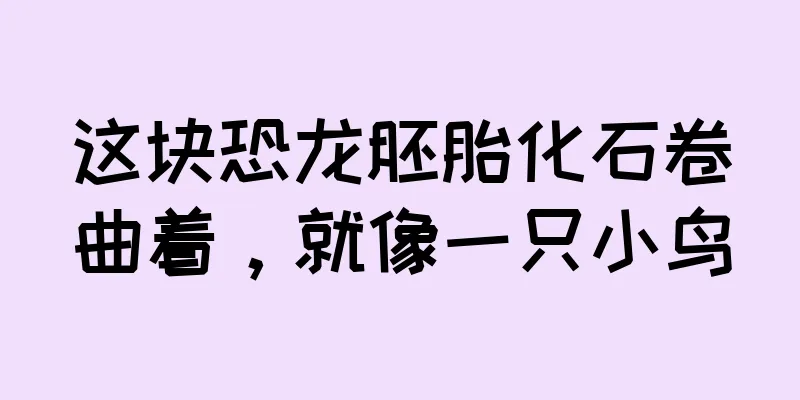 这块恐龙胚胎化石卷曲着，就像一只小鸟