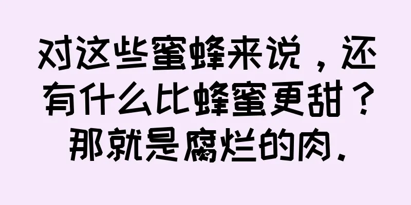 对这些蜜蜂来说，还有什么比蜂蜜更甜？那就是腐烂的肉。