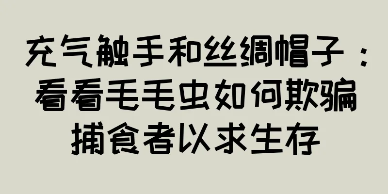 充气触手和丝绸帽子：看看毛毛虫如何欺骗捕食者以求生存