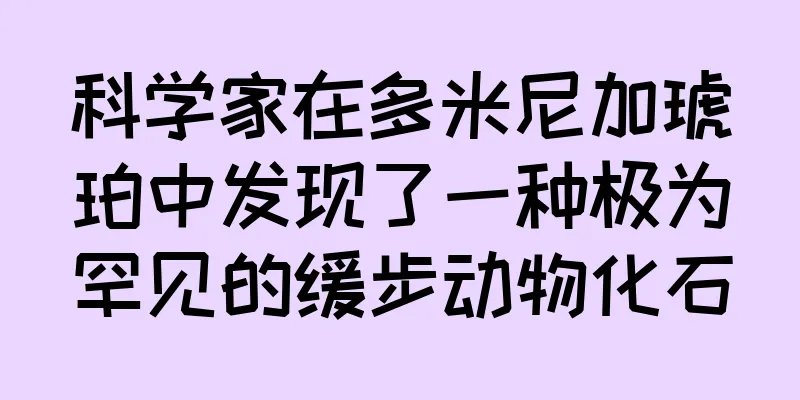 科学家在多米尼加琥珀中发现了一种极为罕见的缓步动物化石