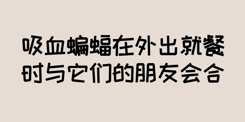 吸血蝙蝠在外出就餐时与它们的朋友会合