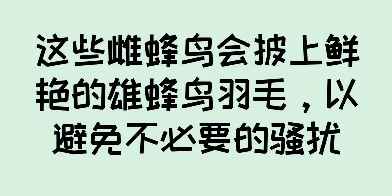 这些雌蜂鸟会披上鲜艳的雄蜂鸟羽毛，以避免不必要的骚扰