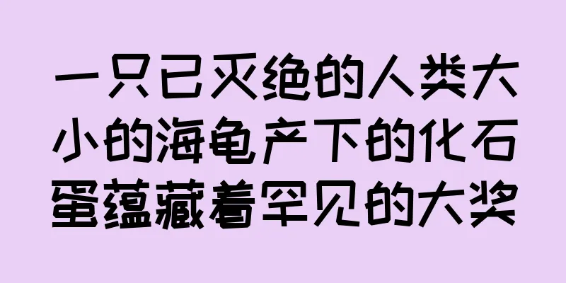 一只已灭绝的人类大小的海龟产下的化石蛋蕴藏着罕见的大奖