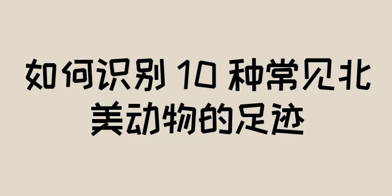 如何识别 10 种常见北美动物的足迹