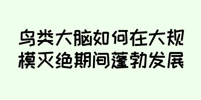 鸟类大脑如何在大规模灭绝期间蓬勃发展