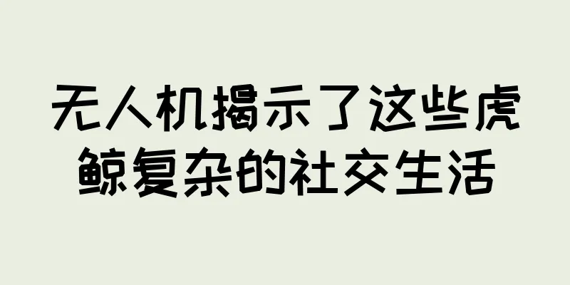 无人机揭示了这些虎鲸复杂的社交生活