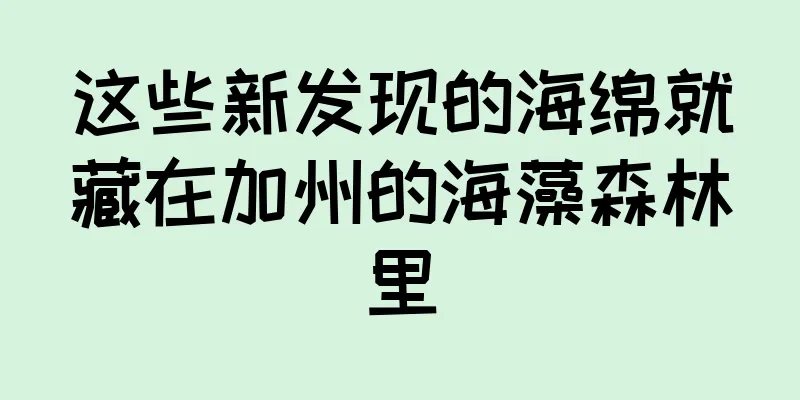 这些新发现的海绵就藏在加州的海藻森林里