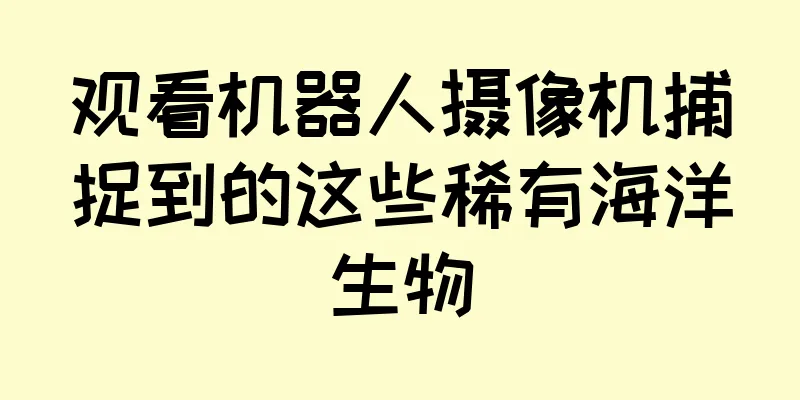 观看机器人摄像机捕捉到的这些稀有海洋生物
