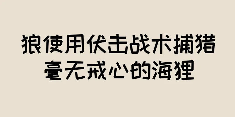 狼使用伏击战术捕猎毫无戒心的海狸