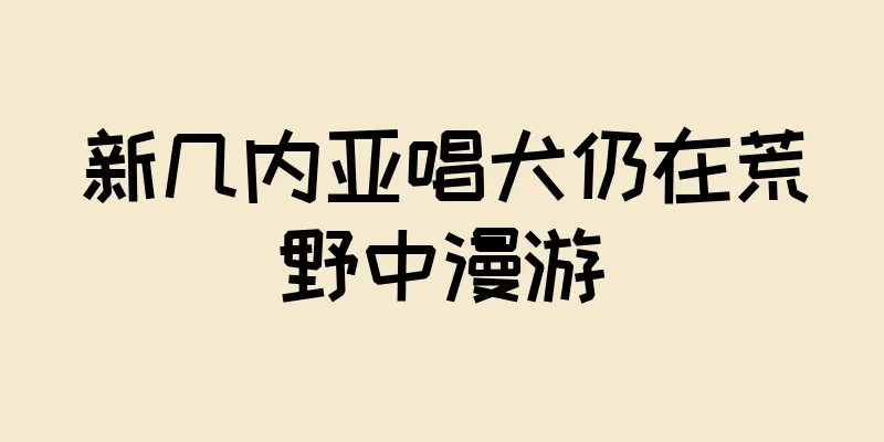 新几内亚唱犬仍在荒野中漫游