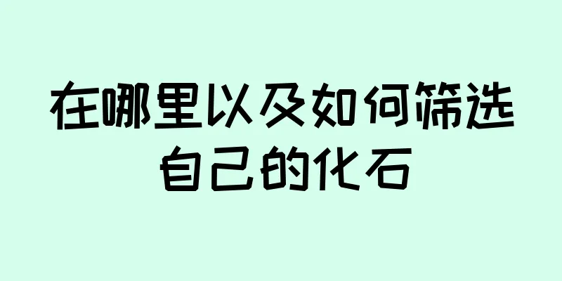 在哪里以及如何筛选自己的化石