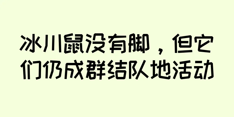 冰川鼠没有脚，但它们仍成群结队地活动