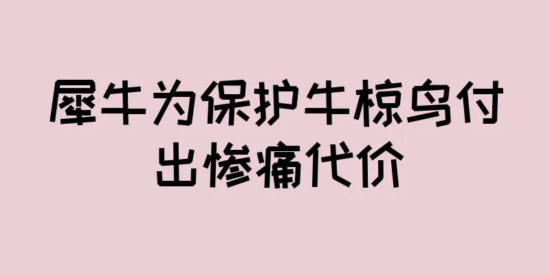 犀牛为保护牛椋鸟付出惨痛代价