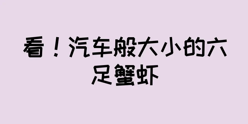 看！汽车般大小的六足蟹虾