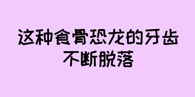这种食骨恐龙的牙齿不断脱落