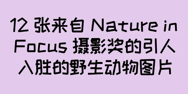 12 张来自 Nature inFocus 摄影奖的引人入胜的野生动物图片
