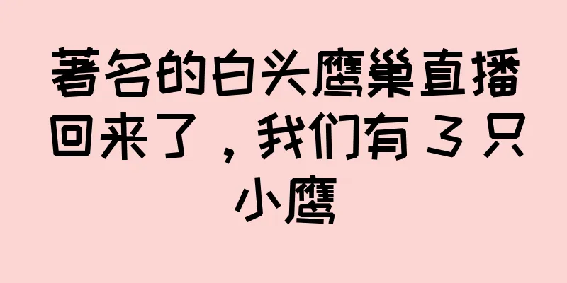 著名的白头鹰巢直播回来了，我们有 3 只小鹰