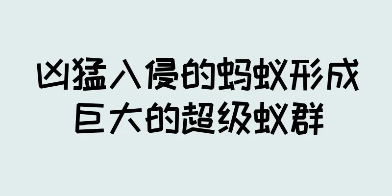 凶猛入侵的蚂蚁形成巨大的超级蚁群