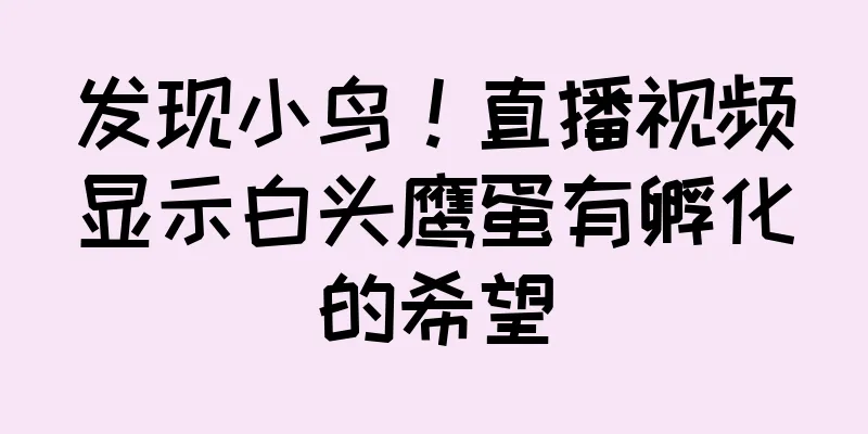 发现小鸟！直播视频显示白头鹰蛋有孵化的希望