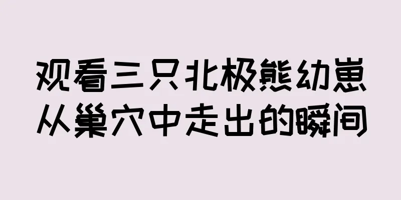 观看三只北极熊幼崽从巢穴中走出的瞬间
