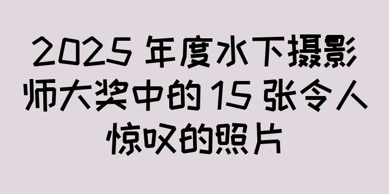 2025 年度水下摄影师大奖中的 15 张令人惊叹的照片