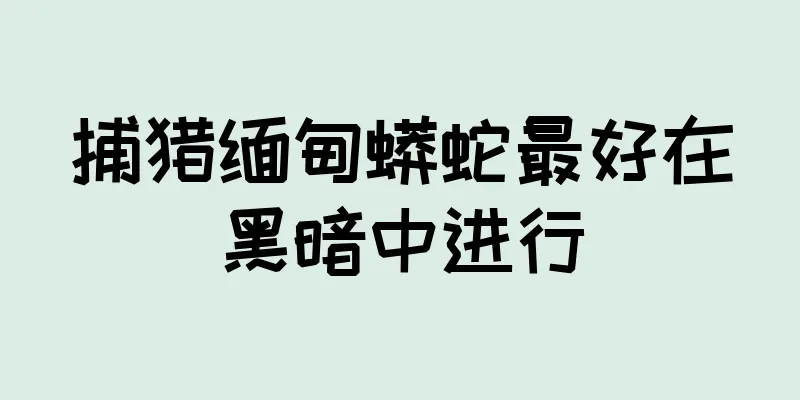 捕猎缅甸蟒蛇最好在黑暗中进行
