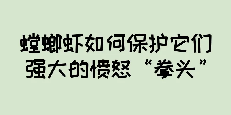 螳螂虾如何保护它们强大的愤怒“拳头”