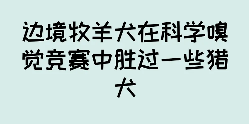 边境牧羊犬在科学嗅觉竞赛中胜过一些猎犬