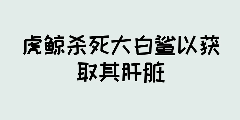 虎鲸杀死大白鲨以获取其肝脏