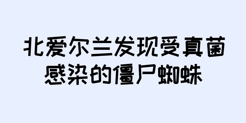 北爱尔兰发现受真菌感染的僵尸蜘蛛