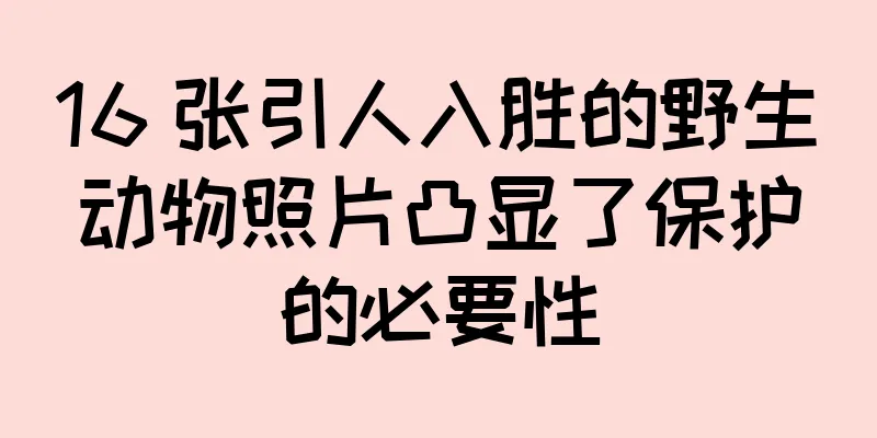 16 张引人入胜的野生动物照片凸显了保护的必要性