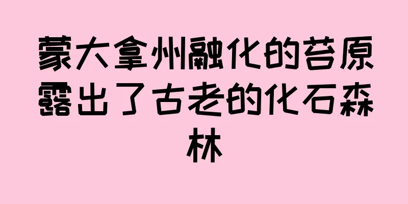蒙大拿州融化的苔原露出了古老的化石森林