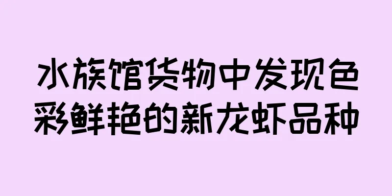 水族馆货物中发现色彩鲜艳的新龙虾品种